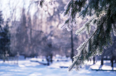 Spruce branches covered with frost in the background light against the background of flying snowflakes and the city's snow-covered park. background.の写真素材