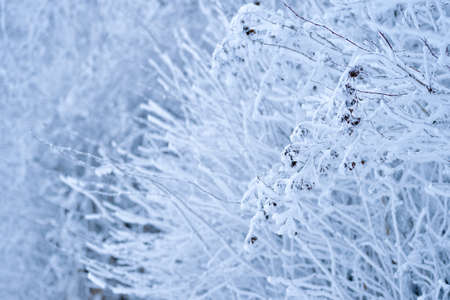 A branch with clusters of fruit seeds covered with frost on a blurry background of snow-covered bushes. background.の写真素材
