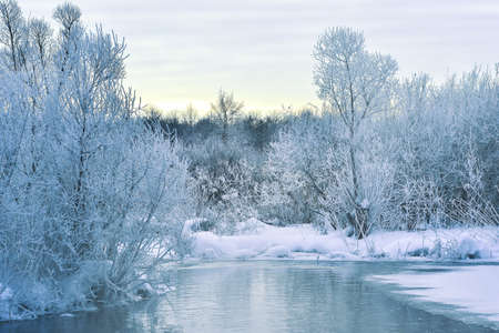 Winter landscape of the river in a light haze at dawn with shrubs and trees covered with thick frost. background.の写真素材