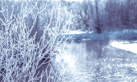 Winter landscape of the river on a sunny day with the branches of a shrub covered with frost in the foreground. background.の写真素材