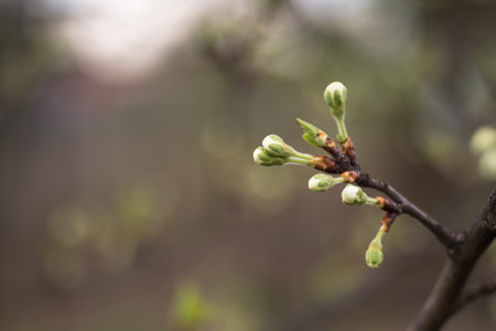 A young branch with swollen buds of white flowers on the background of a spring garden. Background....