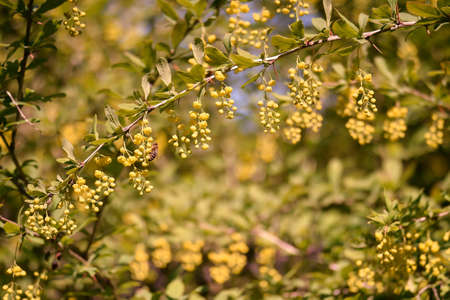 Blooming hanging clusters of delicate yellow barberry blossoms with a bee collecting nectar on the background of a blooming garden. background.の写真素材