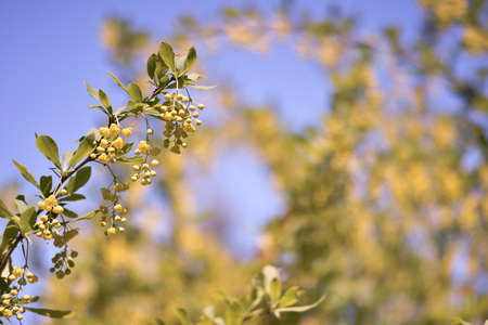 A branch of a flowering barberry with hanging clusters of delicate yellow inflorescences against the background of a blooming garden and a blue sky. background.の写真素材