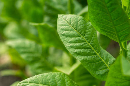 Young tobacco bushes close-up. Selective focus. Backgroundの写真素材
