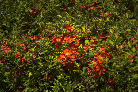 A flowering quince bush is strewn with red flowers against a background of bright green leaves. Background. Selective focusの写真素材