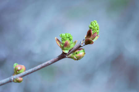Swollen buds on a branch in spring against the background of a blurred garden. background.の写真素材