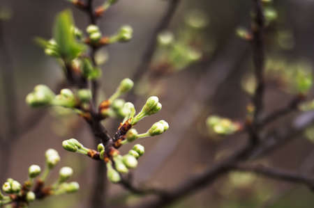 A young branch with swollen buds of white flowers on the background of a spring garden. background. selective focus.の写真素材