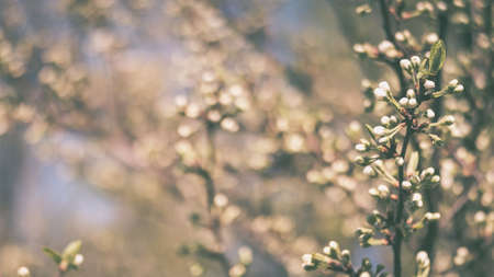 A plum branch in white buds on the background of a luxuriantly blooming spring garden. background. Tinting. selective focus.の写真素材