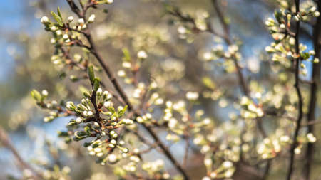 A plum branch in white buds on the background of a luxuriantly blooming spring garden. background. selective focus.の写真素材