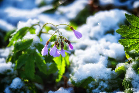 A pink inflorescence of a snowdrop on a sunny spring morning in a clearing against the background of freshly fallen spring snow. background. Selective focus on a rose petal with a drop of water.の写真素材