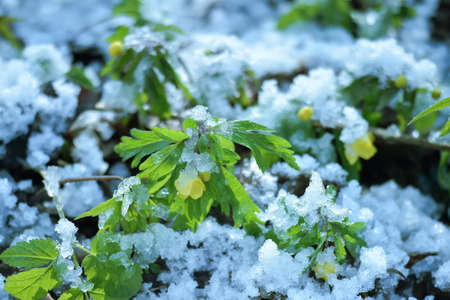 Spring primroses Anemone buttercup strewn with snow in early spring on a sunny day. background.の写真素材
