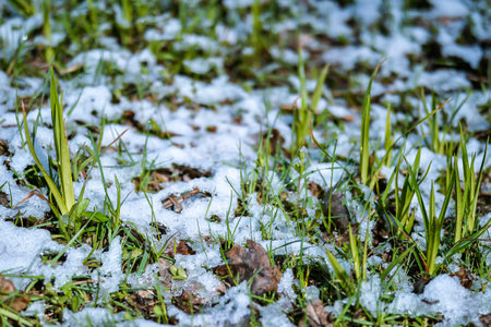 Green grass sprouts close-up in drops of water, frost and covered with fresh snow on a sunny day. background.の写真素材