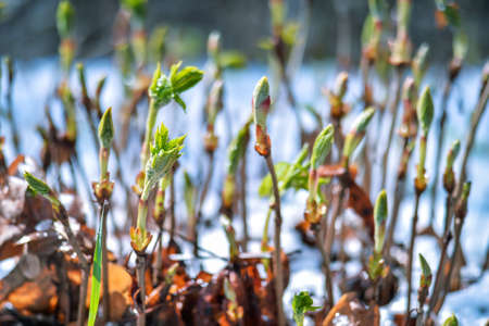 The stems of the shrub at the moment of the green leaves blooming against the background of freshly fallen spring snow in the park. background. selective focus.の写真素材