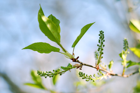 Green buds of cherry blossoms on a branch close-up on a sunny spring day. background. selective focus.の写真素材