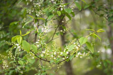 White flowers in a lush cherry blossom on a tree branch on a blurry garden background on a sunny spring morning. background. selective focus.の写真素材