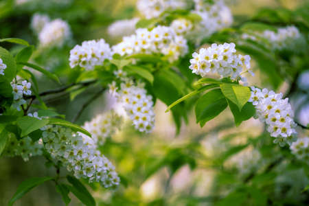 White flowers in a lush bird cherry blossom on a tree branch on a blurry garden background on a sunny spring morning. background. selective focus.の写真素材