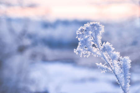 A branch densely covered closeup with frost scales on a frosty winter morning against the background of a blurred lake and a snow-covered forest. background. selective focus.の写真素材