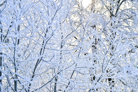 Tree branches thickly covered with frost at sunrise on a frosty winter morning. background.の写真素材