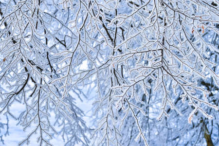 Tree branches thickly covered with frost at sunrise on a frosty winter morning. background.の写真素材