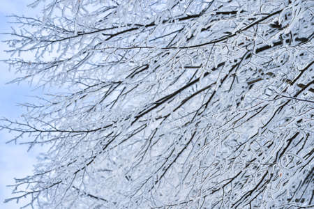 Blurred.Tree branches thickly covered with frost at sunrise on a frosty winter morning. background. selective focus.の写真素材