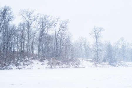 Winter landscape of a lake with an oak grove during a heavy snowstorm. background.の写真素材