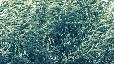 Textured background of branches with green willow leaves rustling in the wind. natural background.の写真素材