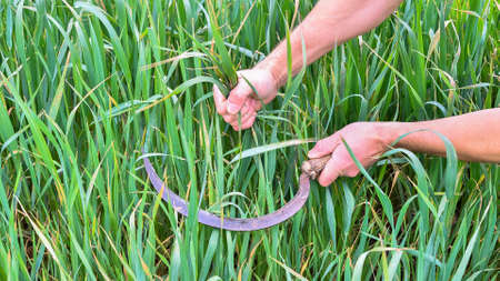 Farmer's hands cut green shoots of grass with a sickle close-up. background.の写真素材