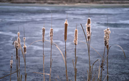 Dry cattail with fluffy ears in a row against the background of the freezing water of the lake. background. selective focus.の写真素材