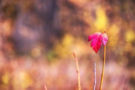 Red viburnum leaf in dew drops close-up on a branch in the morning light on a colorful background of a blurred autumn forest. background.の写真素材