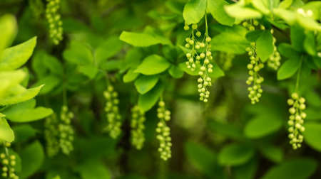 A branch with yellow clusters of buds of barberry inflorescences in close-up against the background of a spring garden. Background. Selective focusの写真素材