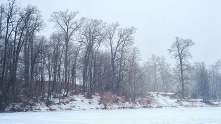 Winter landscape of an oak grove during a snowfall. background.の写真素材