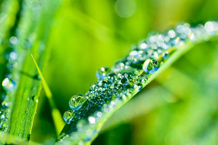 Garland drops of morning dew in the spring close up at dawn. Fabulous bokeh. The shallow depth of field.の写真素材