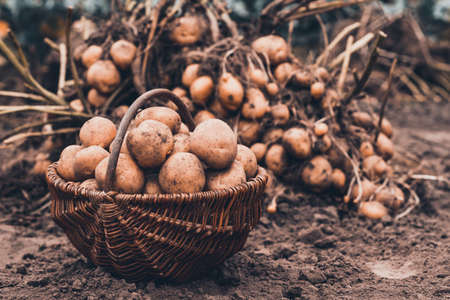 A basket with yellow potato tubers in close-up against the background of a pile of potatoes in the garden. background. Tinted photo.の写真素材