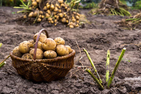 A basket with yellow potato tubers in close-up with a potato bush in the garden against the background of a pile of freshly dug potatoes. background.の写真素材