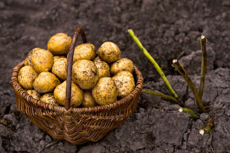 A basket with potatoes in close-up on the bed next to a potato bush with cut tops. background.の写真素材