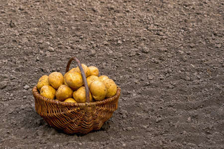 Freshly picked selected potato tubers in a basket on the ground background. background.の写真素材