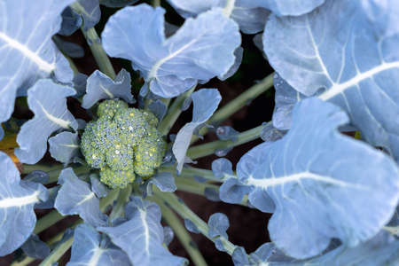Broccoli head close-up in raindrops on the garden bed. The concept of healthy farm products. background. top view.の写真素材