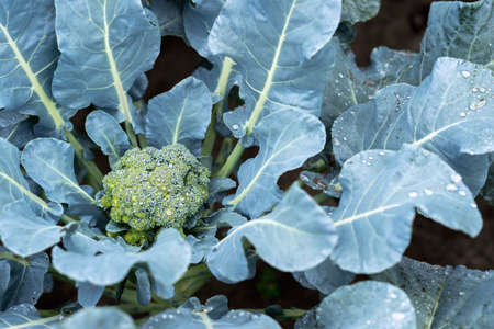 Broccoli head close-up in raindrops on the garden bed. The concept of healthy farm products. background.の写真素材