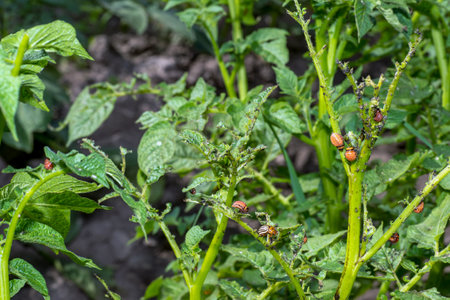 A Colorado beetle and its larvae are eating green potato tops in close-up. Concept of agricultural pest control. background.の写真素材