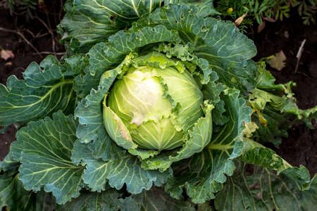 White cabbage in natural conditions in the garden in autumn. top view. background.