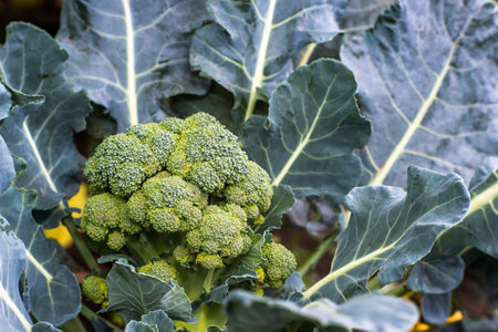 A bush of broccoli asparagus cabbage with a ripe inflorescence close-up in the garden. background.の写真素材