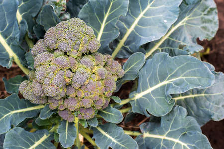 A bush of broccoli asparagus cabbage with a ripe inflorescence close-up in the garden. background.の写真素材