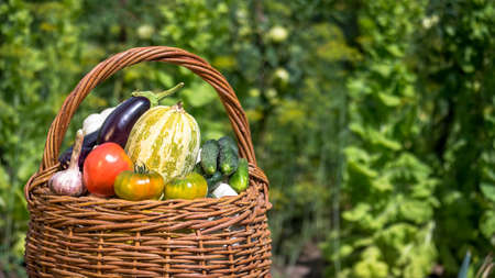 A wicker basket close-up with zucchini, eggplant, cucumbers, onions, garlic, red and green tomatoes on the background of a garden with green lettuce and tomato bushes. background.の写真素材