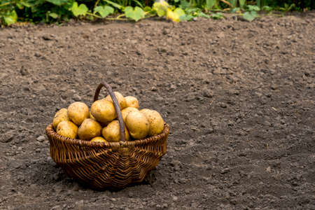 Harvested potatoes in a basket on the background of plowed land and a green bed in autumn. background.の写真素材