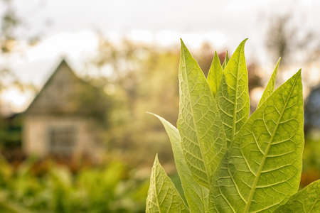 The top of a tobacco bush with green leaves against the background of a blurred garden and a small country house. background. The concept of growing tobacco bushes on a garden plot.の写真素材