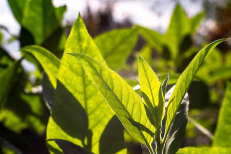 Green tobacco leaves close-up on a plantation in sunlight. background.の写真素材