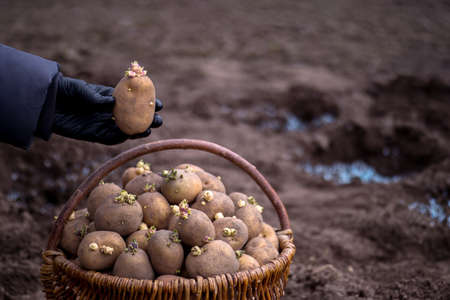 A farmer's hand in a black glove holds a sprouted potato tuber in close-up against the background of a basket with seeds and blue fertilizer granules in the planting holes. background.の写真素材