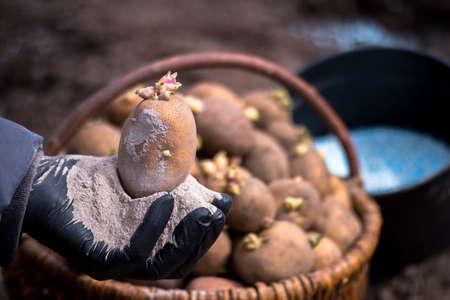 A farmer's hand in a black glove holds a sprouted potato tuber in close-up on a handful of ash against the background of a basket with seeds and a bucket with blue fertilizer granules. background.の写真素材