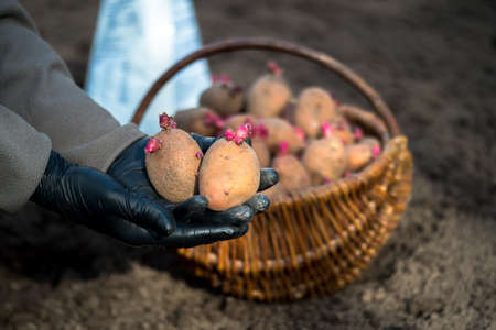 A farmer's hands in black gloves hold two tubers of pink potatoes in close-up against the background of a basket with seeds, a white bag with fertilizers and plowed land. background.の写真素材