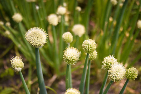A plantation of green onions in close-up in white round inflorescences in sunlight against the background of an earthen bed. background. selective focus.の写真素材